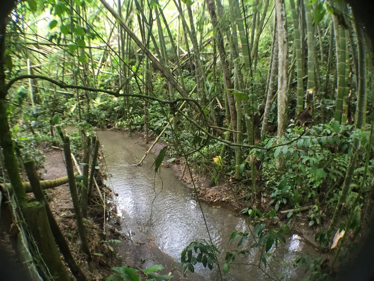 Sendero ecológico entre bambúes